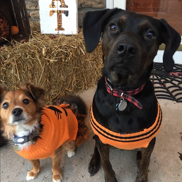 Meet your Posher, Kate - Picture 3 of 4